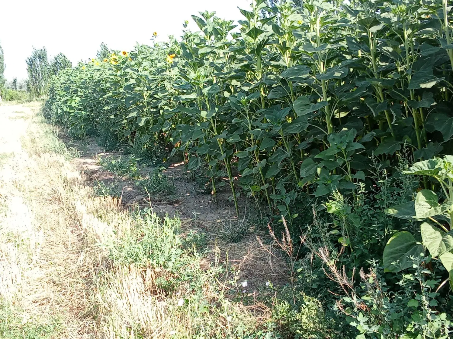 زمین ۵۰۰متری