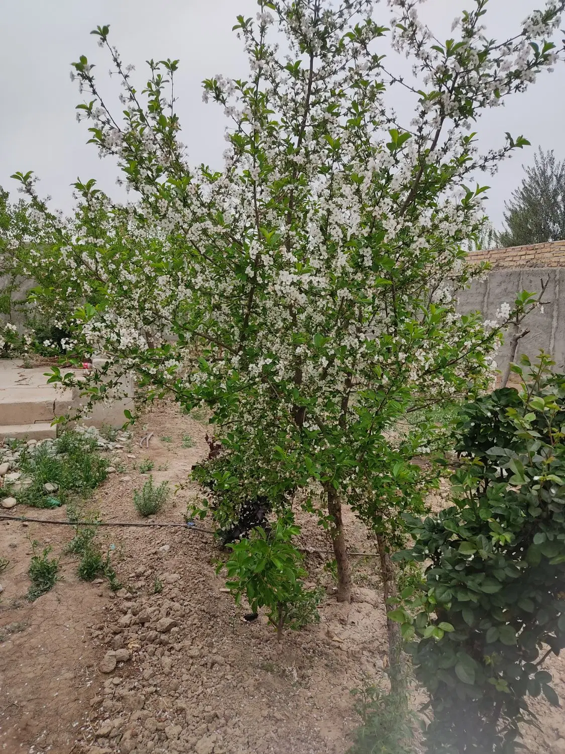 باغچه 560متر نقلی