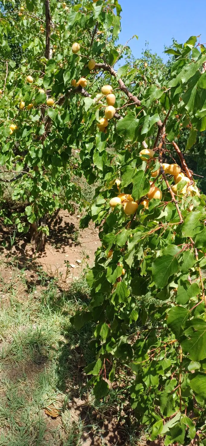 باغ در دیزج حسین بیگ مرند