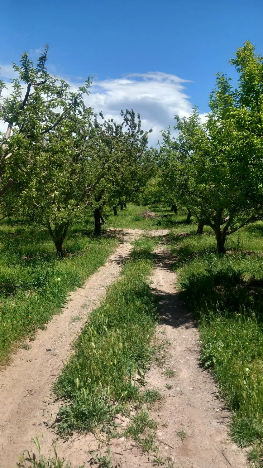 باغ در اهرکمربندی