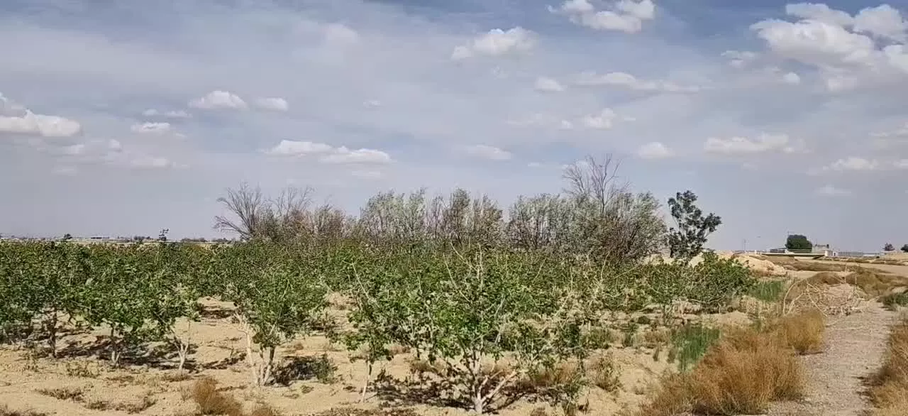 فروش زمین کشاورزی در صحرای ورتون ( روستای دهکرم )