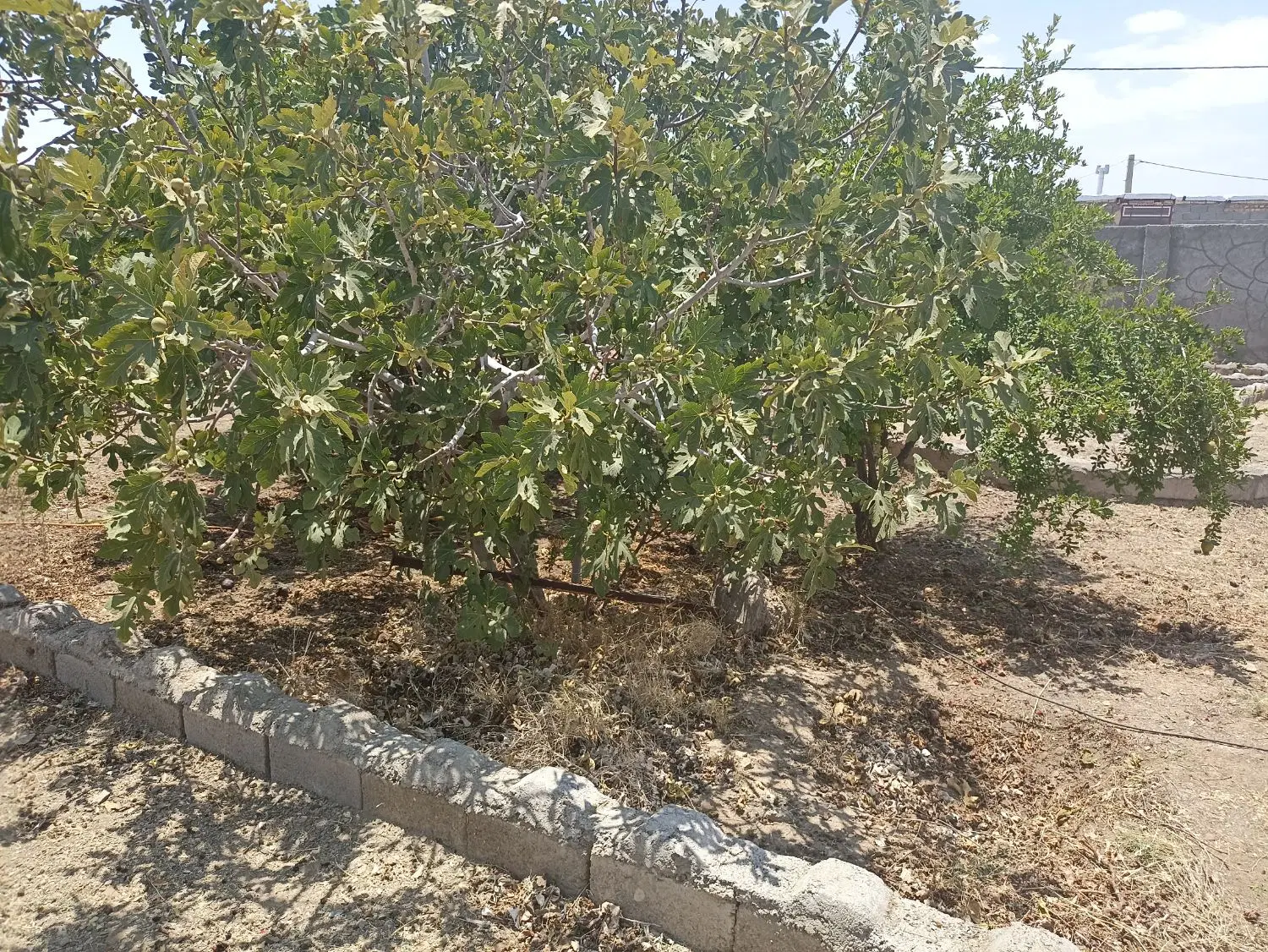 خانه باغ