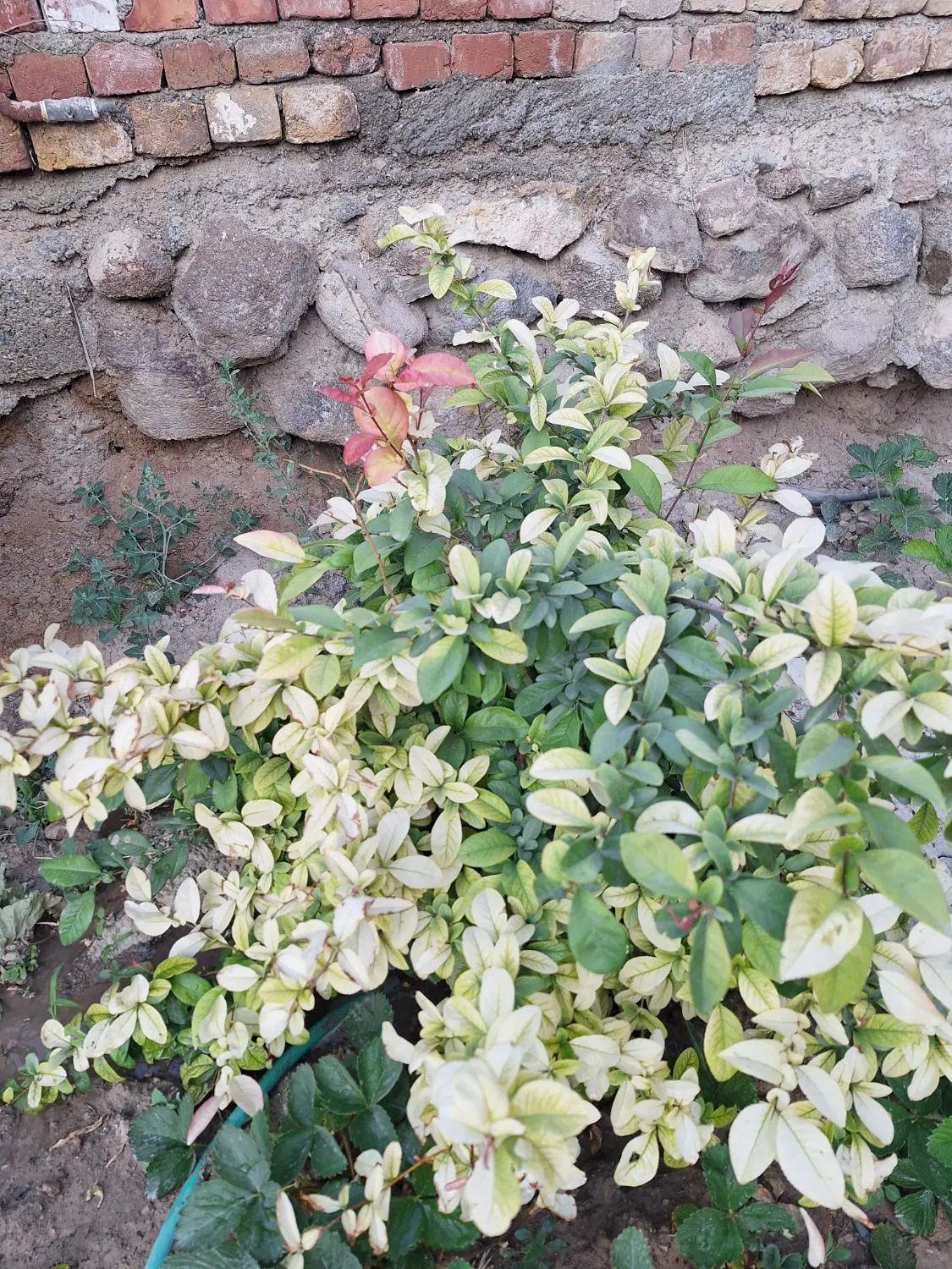 خانه باغ و باغچه