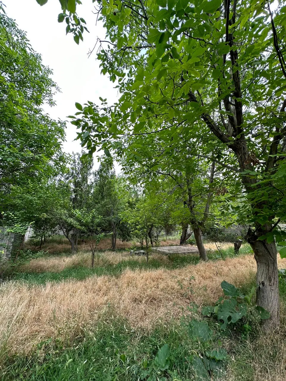 باغچه ۵۰۰ متری