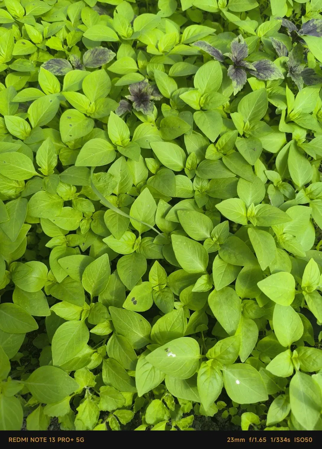 اجاره گلخانه و مشارکت