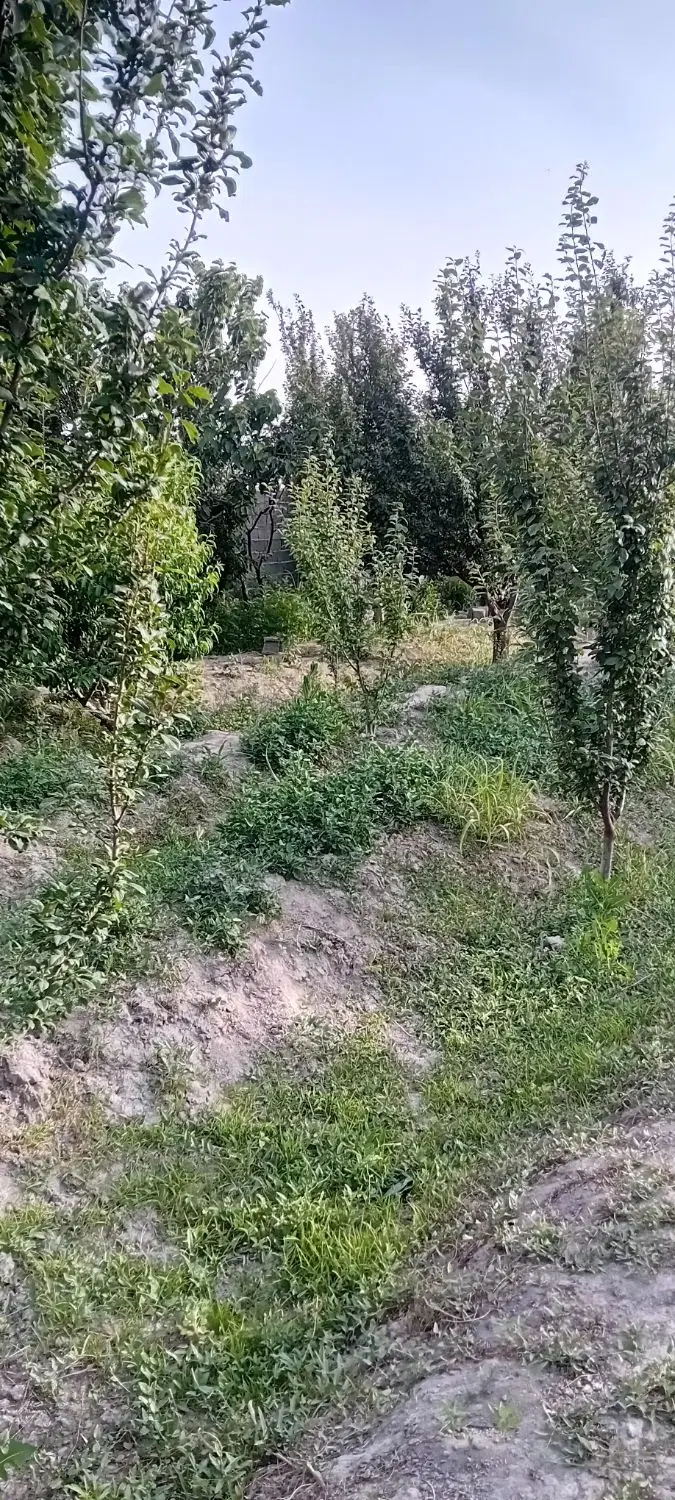 باغچه ۴ دیوار