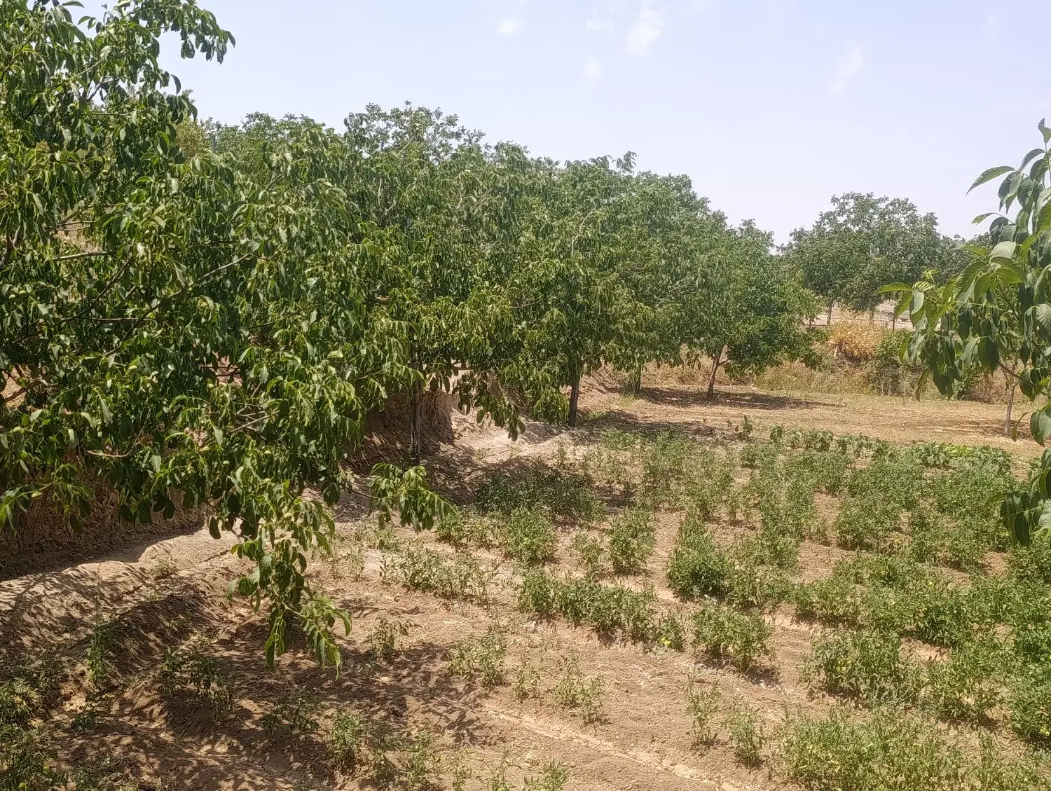 زمین کشاورزی