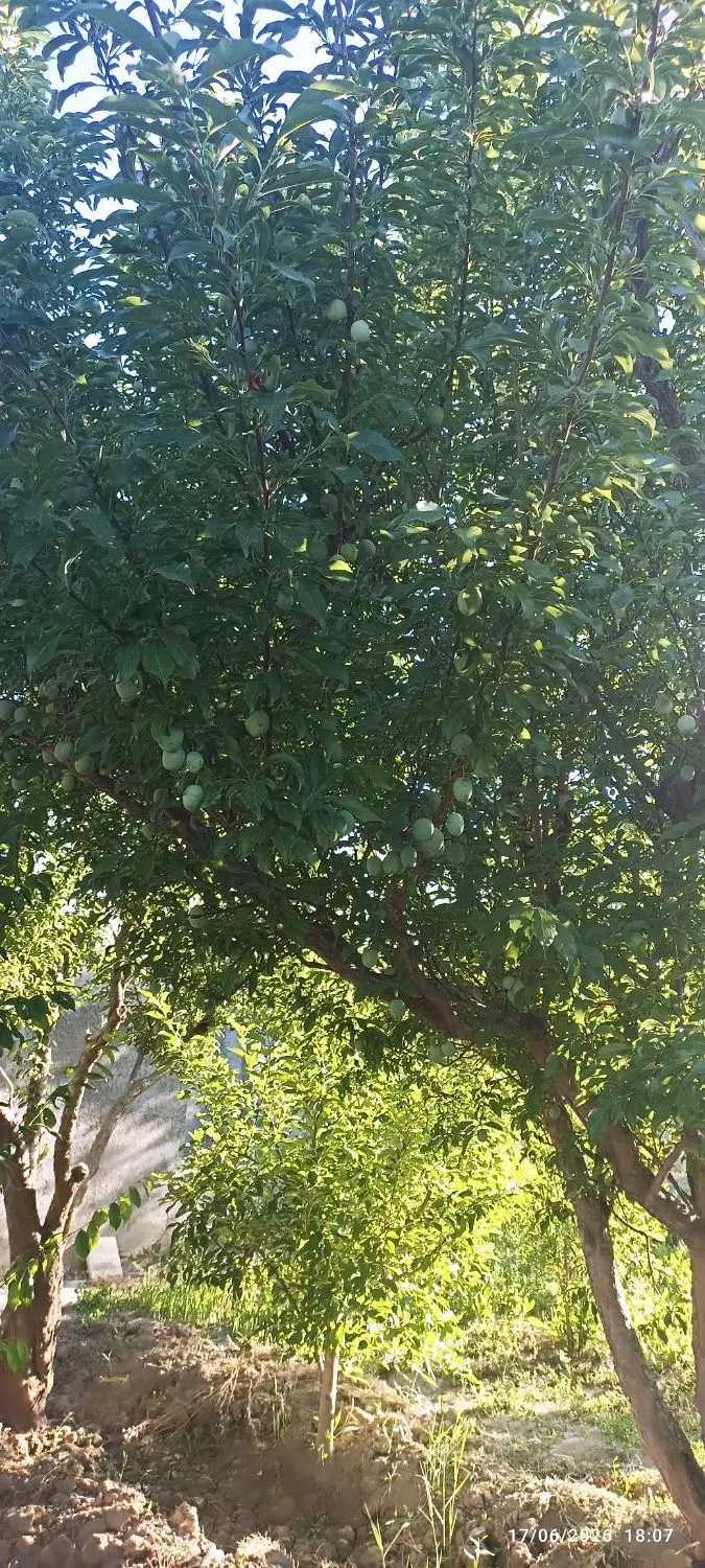 اجاره باغچه