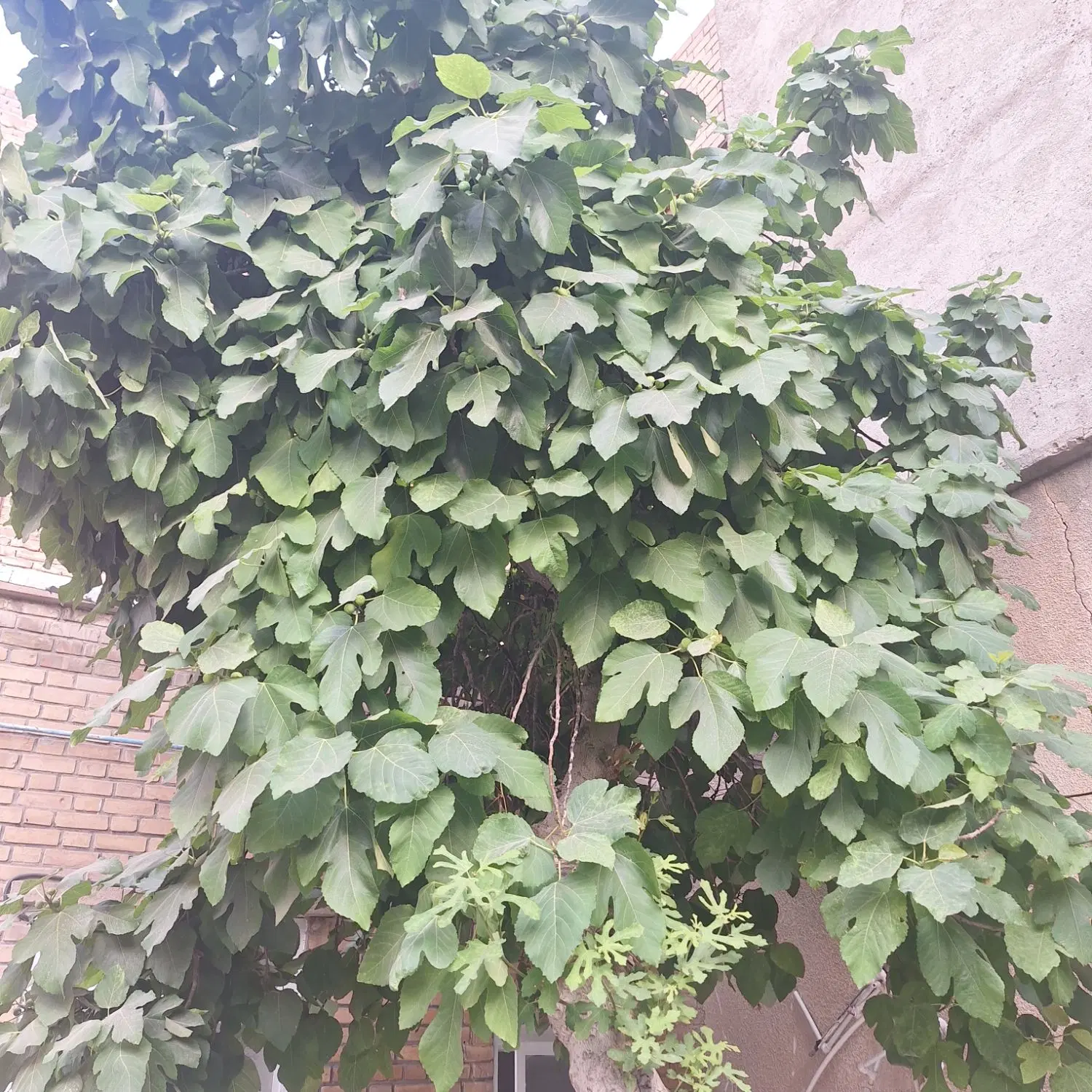 اجاره حیاط دربست آخر شهناز دانشگاه هنر ماشین رو