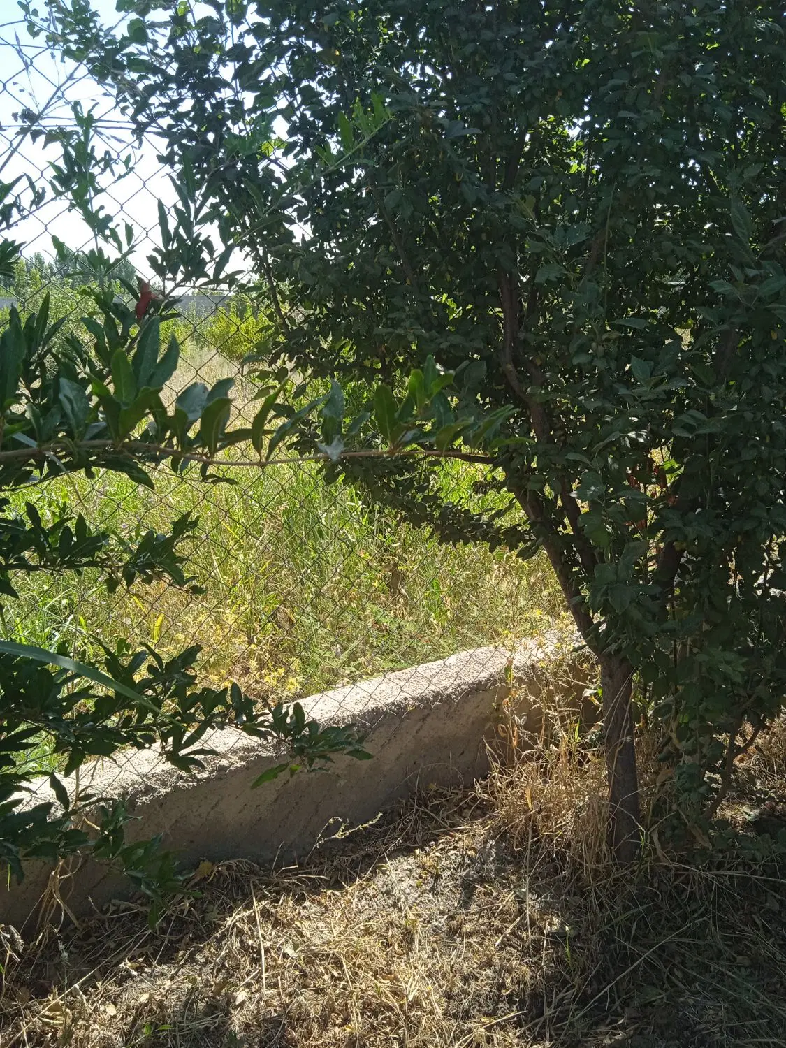 فروش باغ به متراژ 1000متر