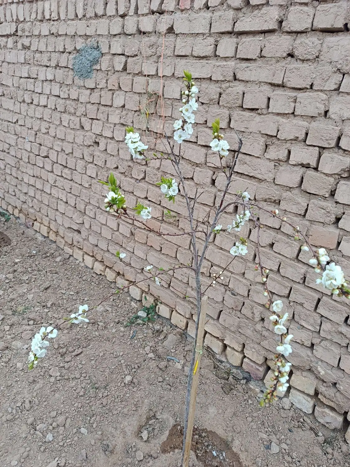 زمین فروشی جاده اب