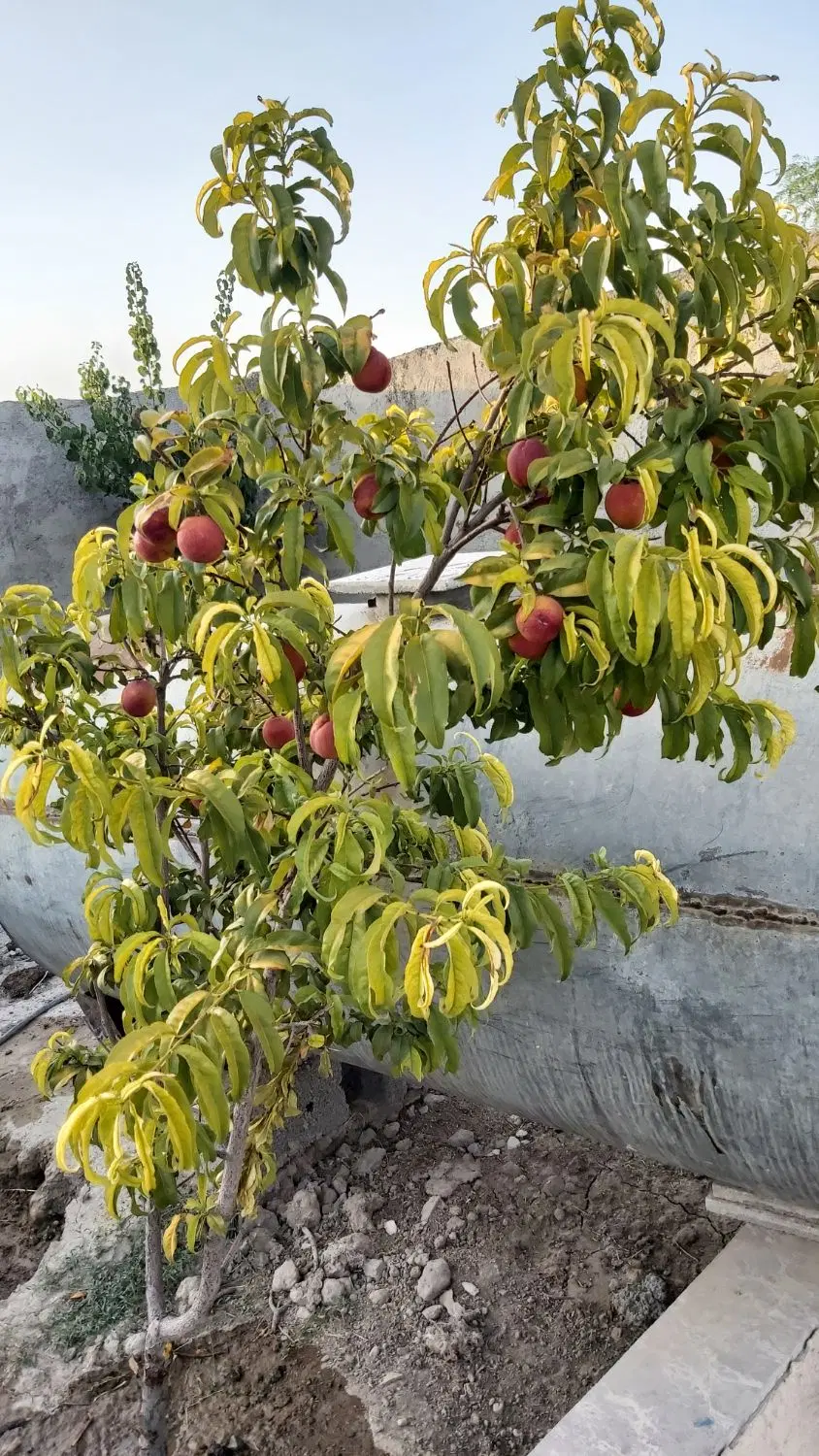 باغچه ۳۰۰‌ متری فول امکانات