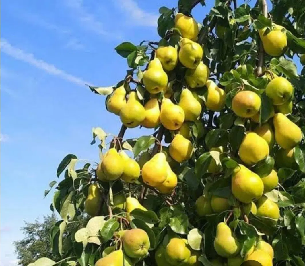 باغ فروشی دوغارون آینده دار