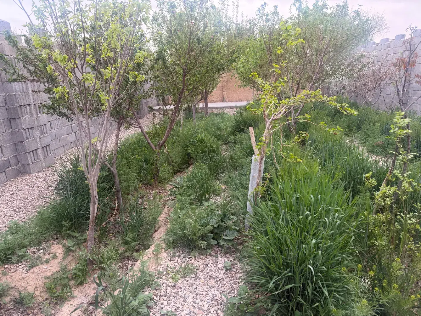باغچه ۳۶۰ متری