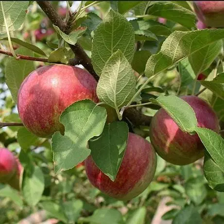 اجاره باغچه سیب