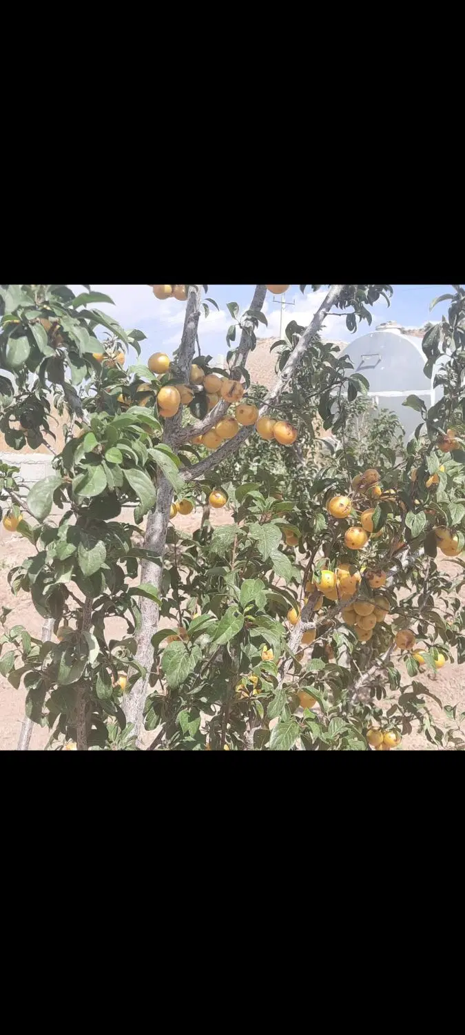 باغ نزدیک تبریز