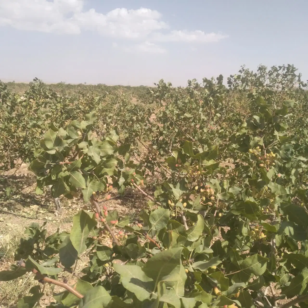 فروش باغ در میمه