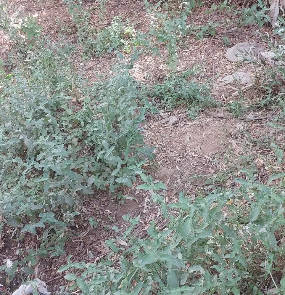 زمین جرسقان کوچه 4 تیر