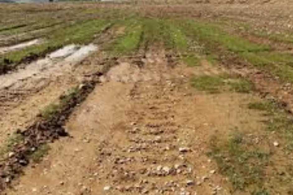 فروش زمین زراعی