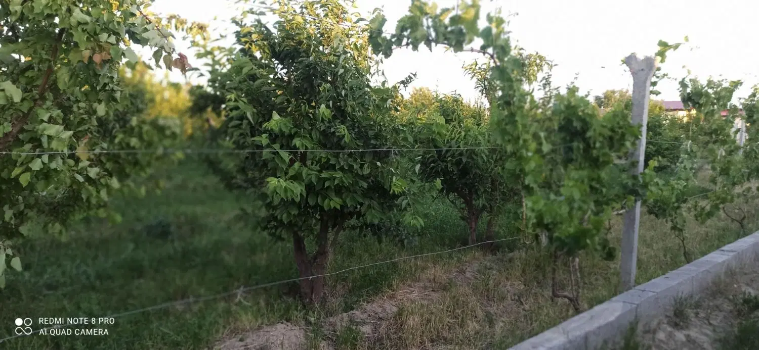 باغچه 1100متری جاده شهید کلانتری روستای سپرغان