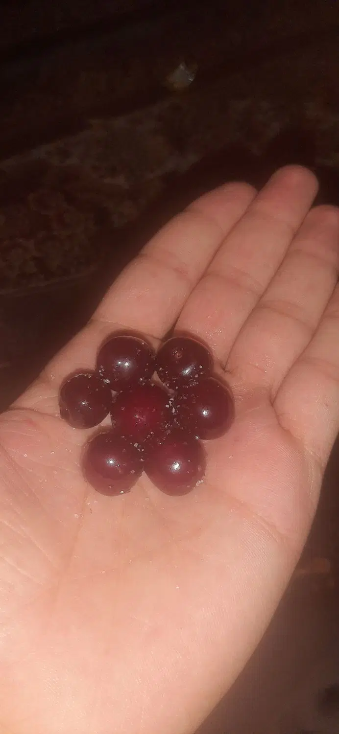 باغ۱۰۰۰متری فروش فوری