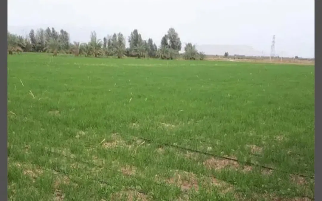 زمین حومه دزفول
