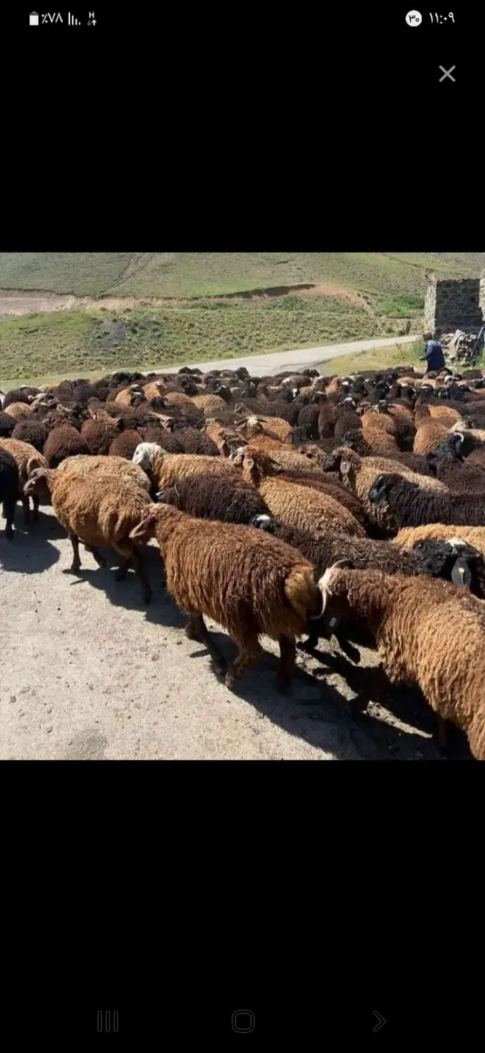 اجاره دامداری