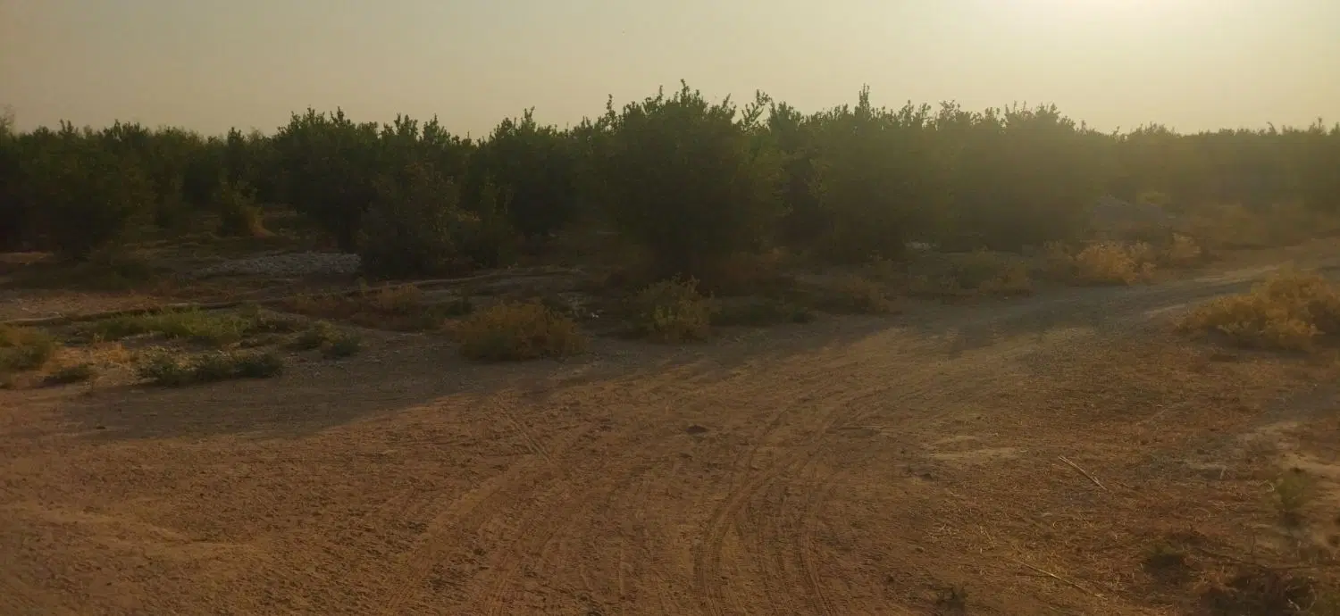 فروش باغ
