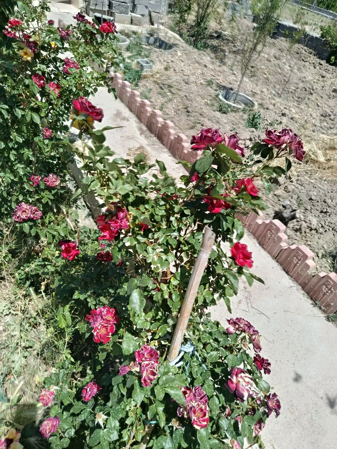 باغچه پیشک‌ ماهدشت