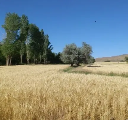 زمین کشاورزی