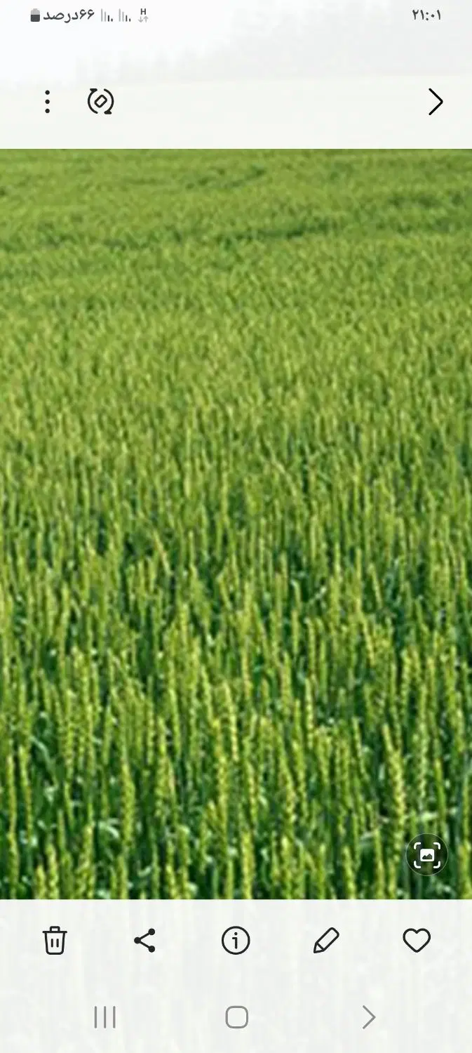 اجاره زمین کشاورزی ،روستای قلندری