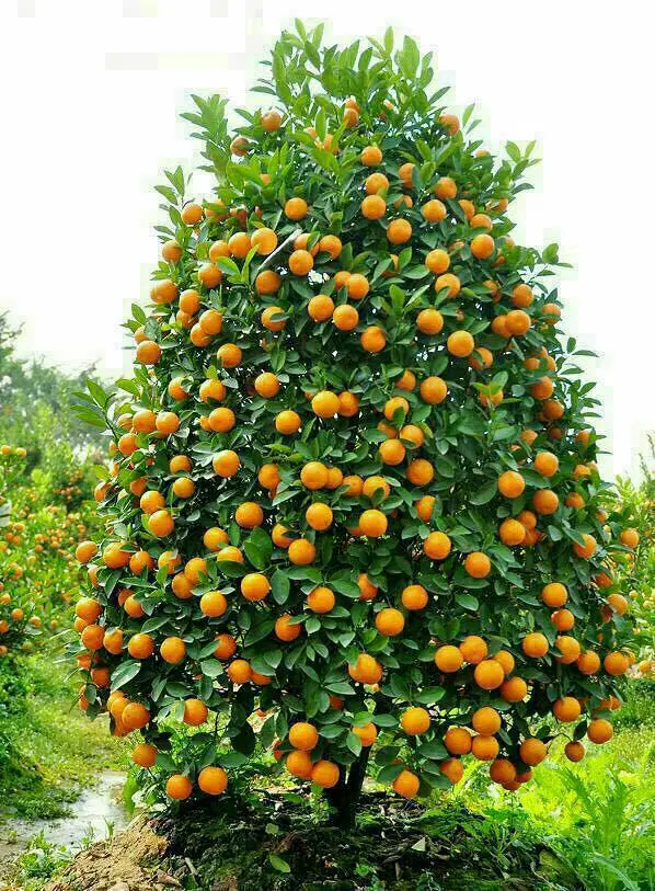باغچه ۳۷۵ متر جاده پوستی
