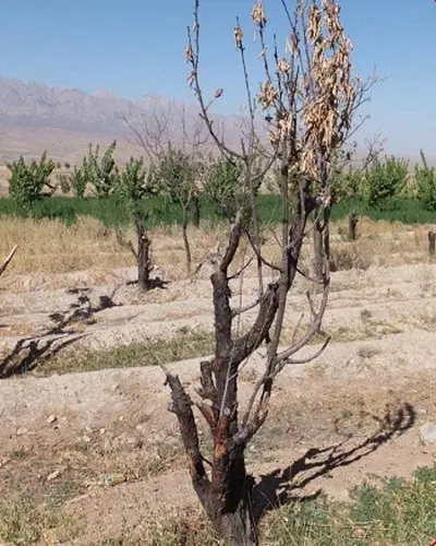 فروش زمین