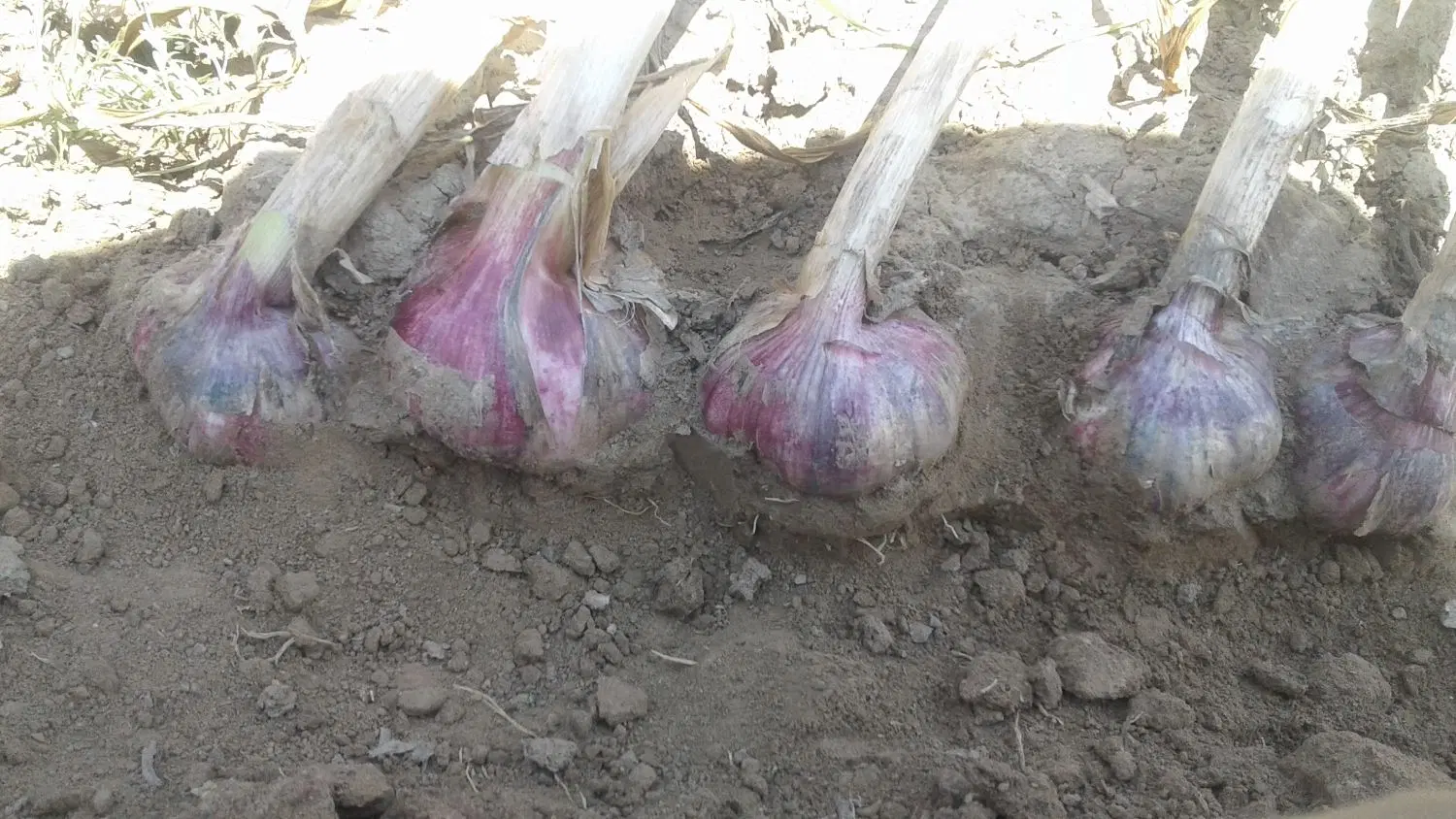 اجاره زمین کشاورزی آبی