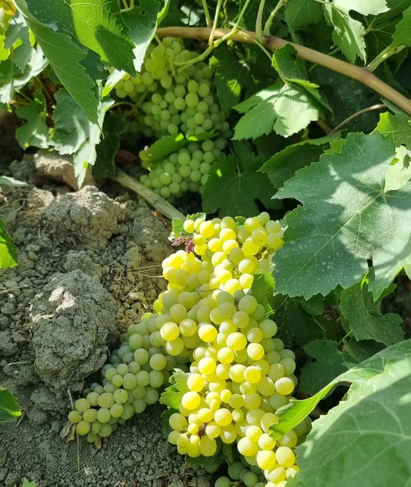 باغ انگور روستای میاوق