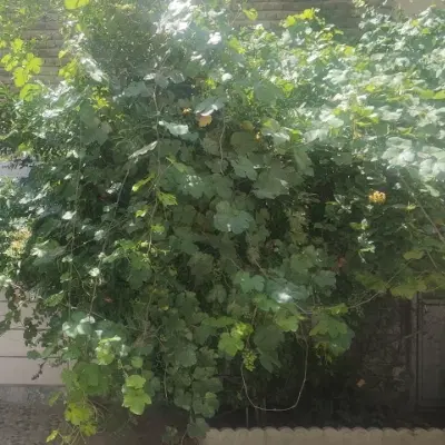 زمین باغی ۵۰۰ متری چهاردیواری