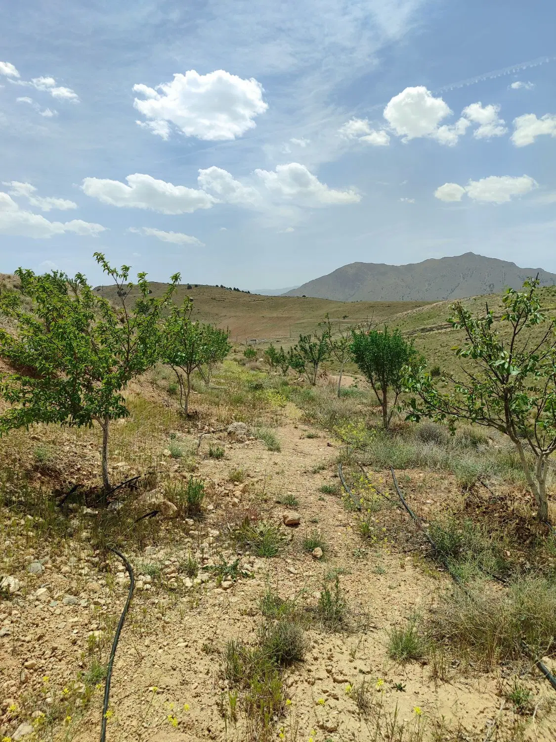 زمین کشاورزی و باغی فیروزکوه