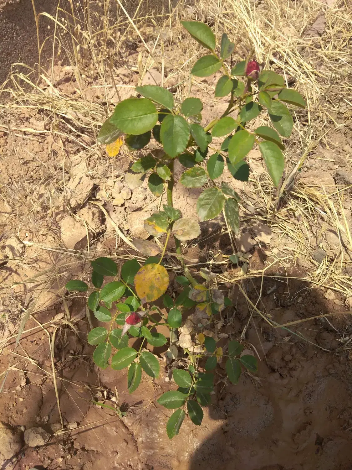 باغ پسته محصور نقدی یا معاوضه با خودرو .طلا