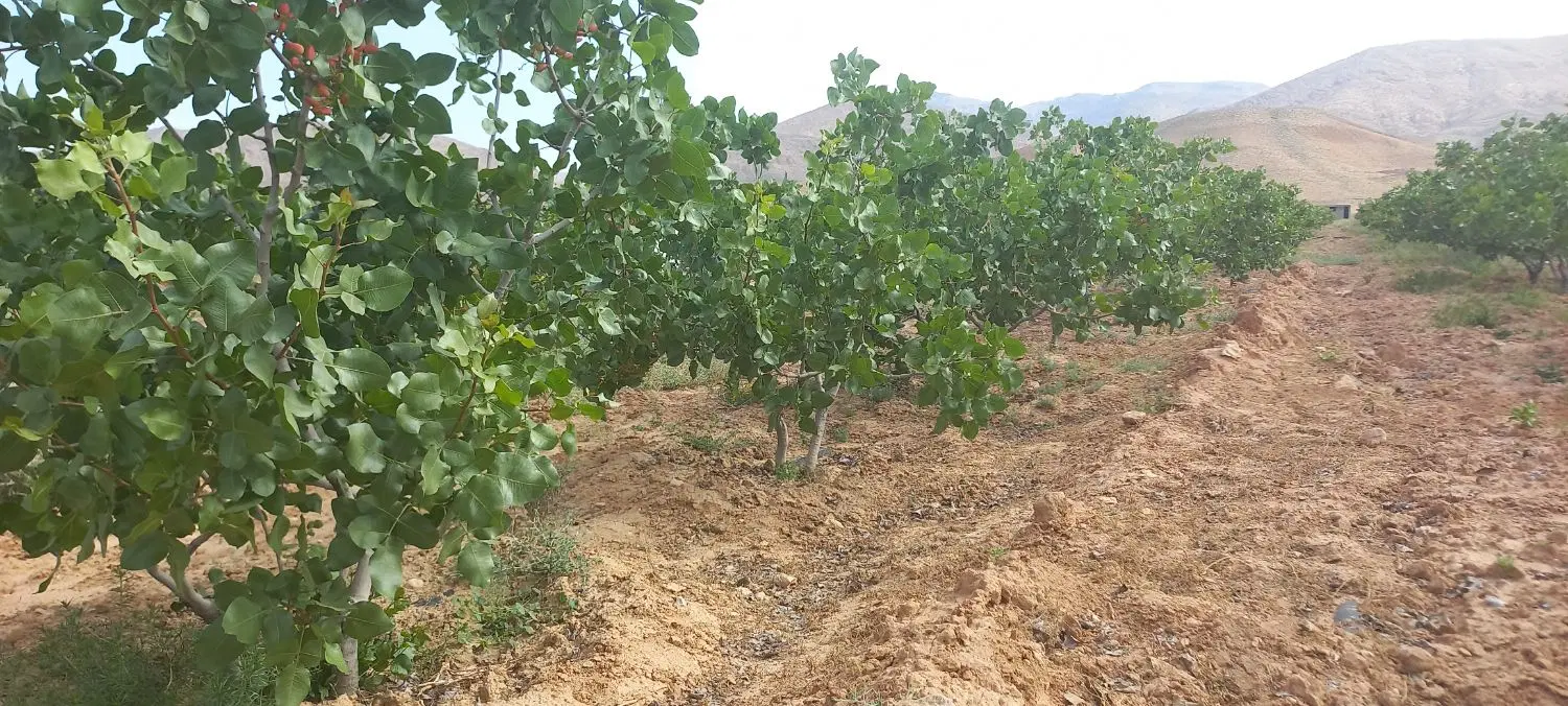 باغ پسته و انجیر