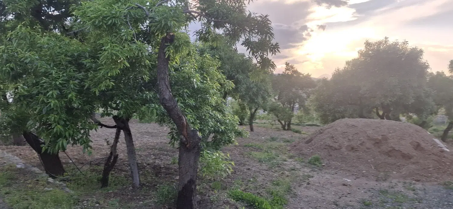 زمین 203متری چالشتر