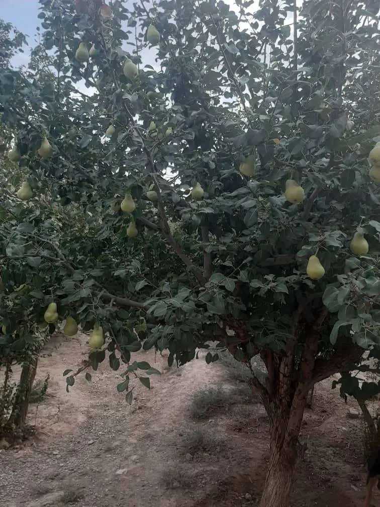 خونه باغ 1406 متری