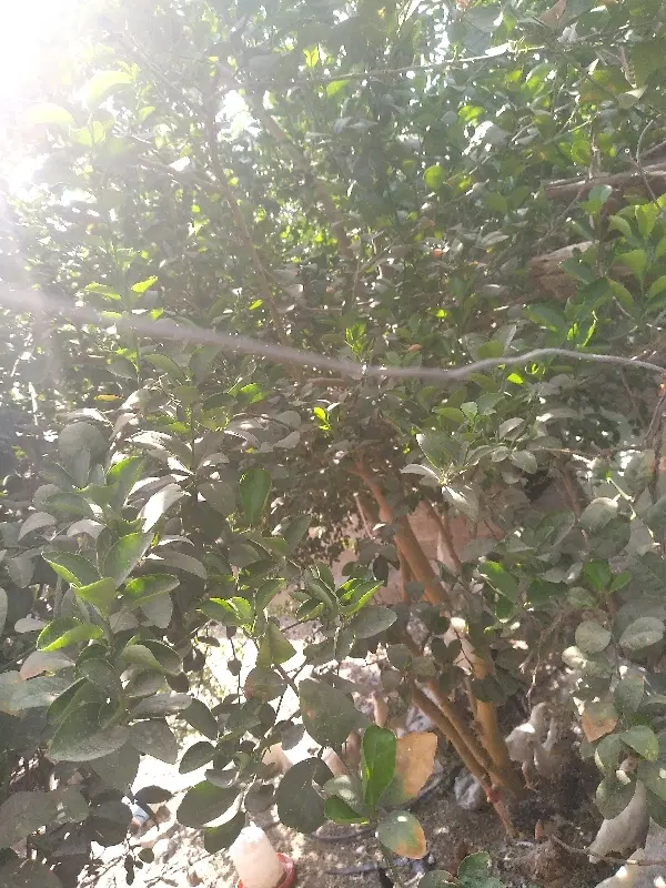 ۵۰۰متر زمین بندسراجی معاوضه