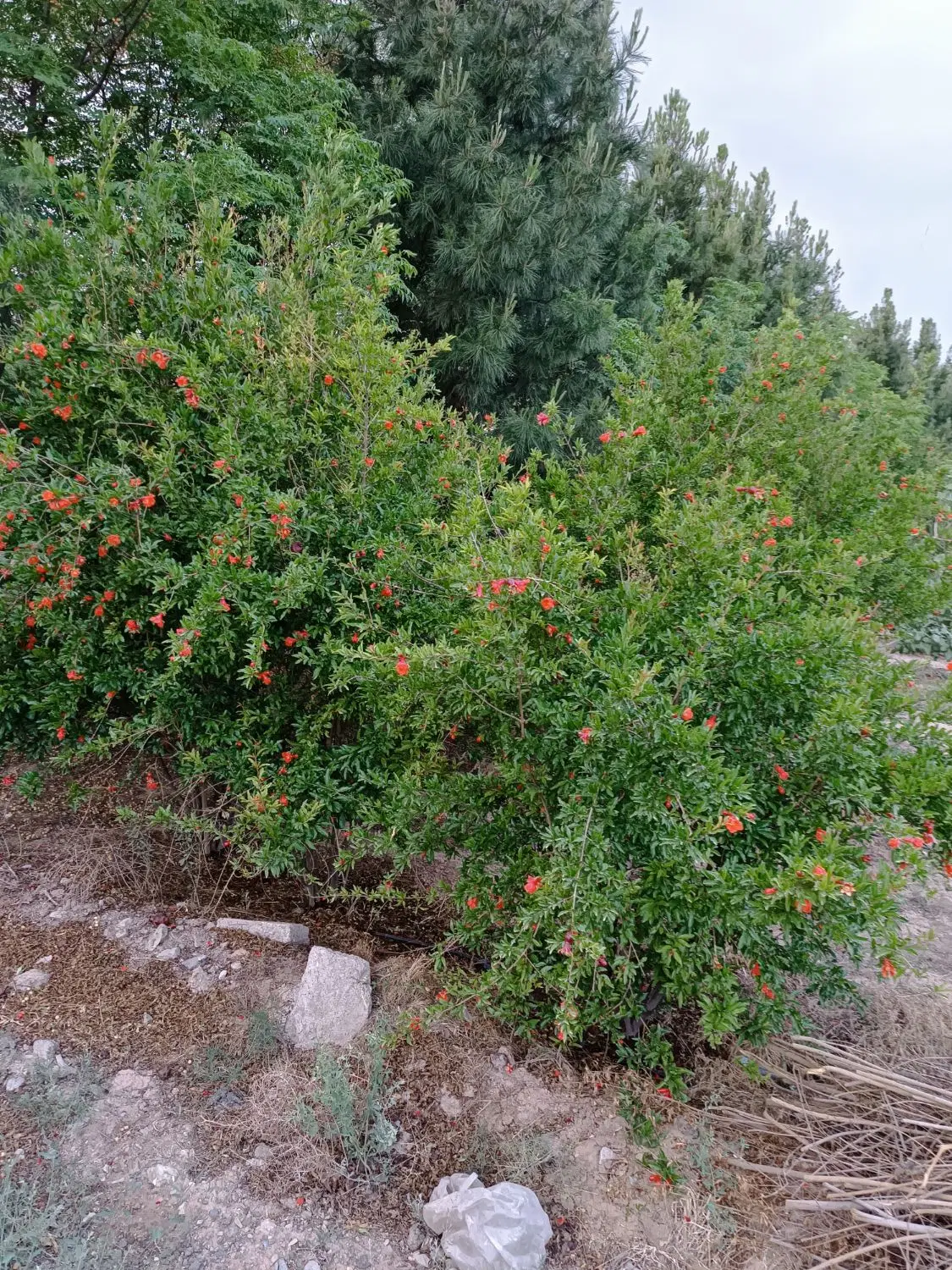 فروش باغچه در شهرری(درسن آباد)