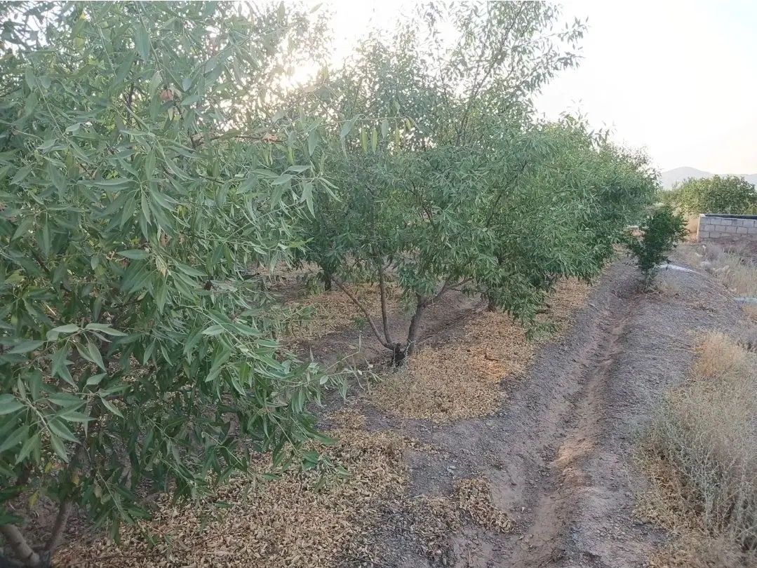 زمین بادام