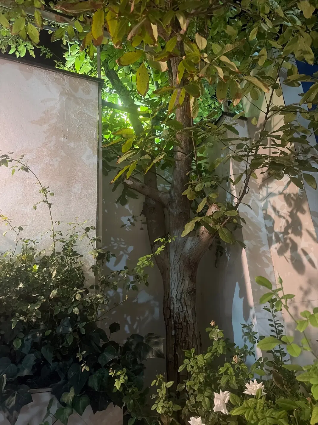 زمین واقع در آشنستان