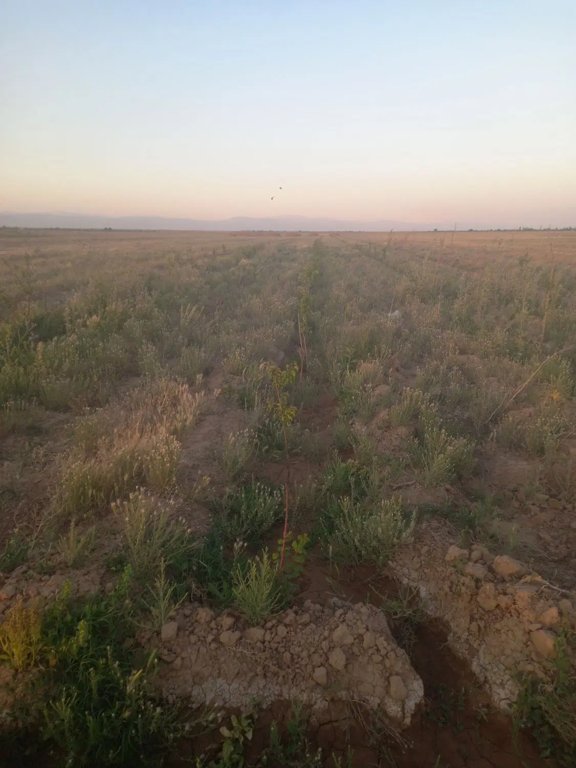زمین کشاورزی معاوضه با خودرو