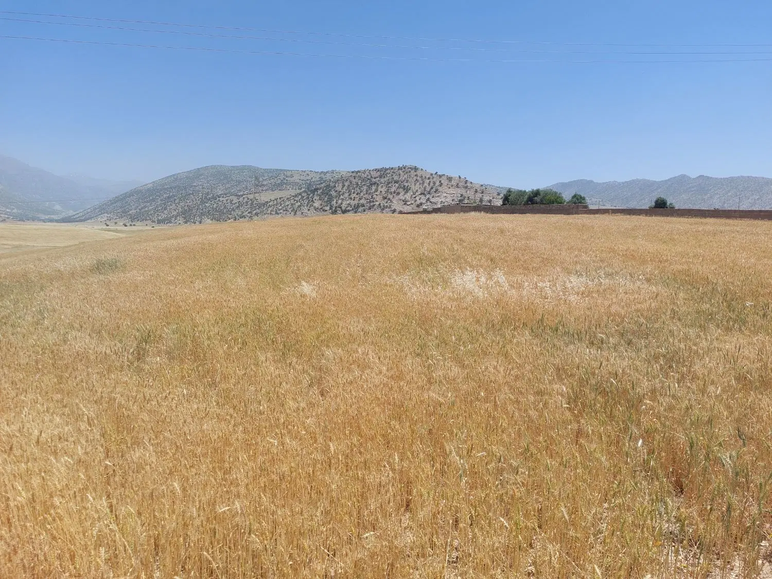 فروش ۵هزار متر زمین کشاورزی در محدوده شهر