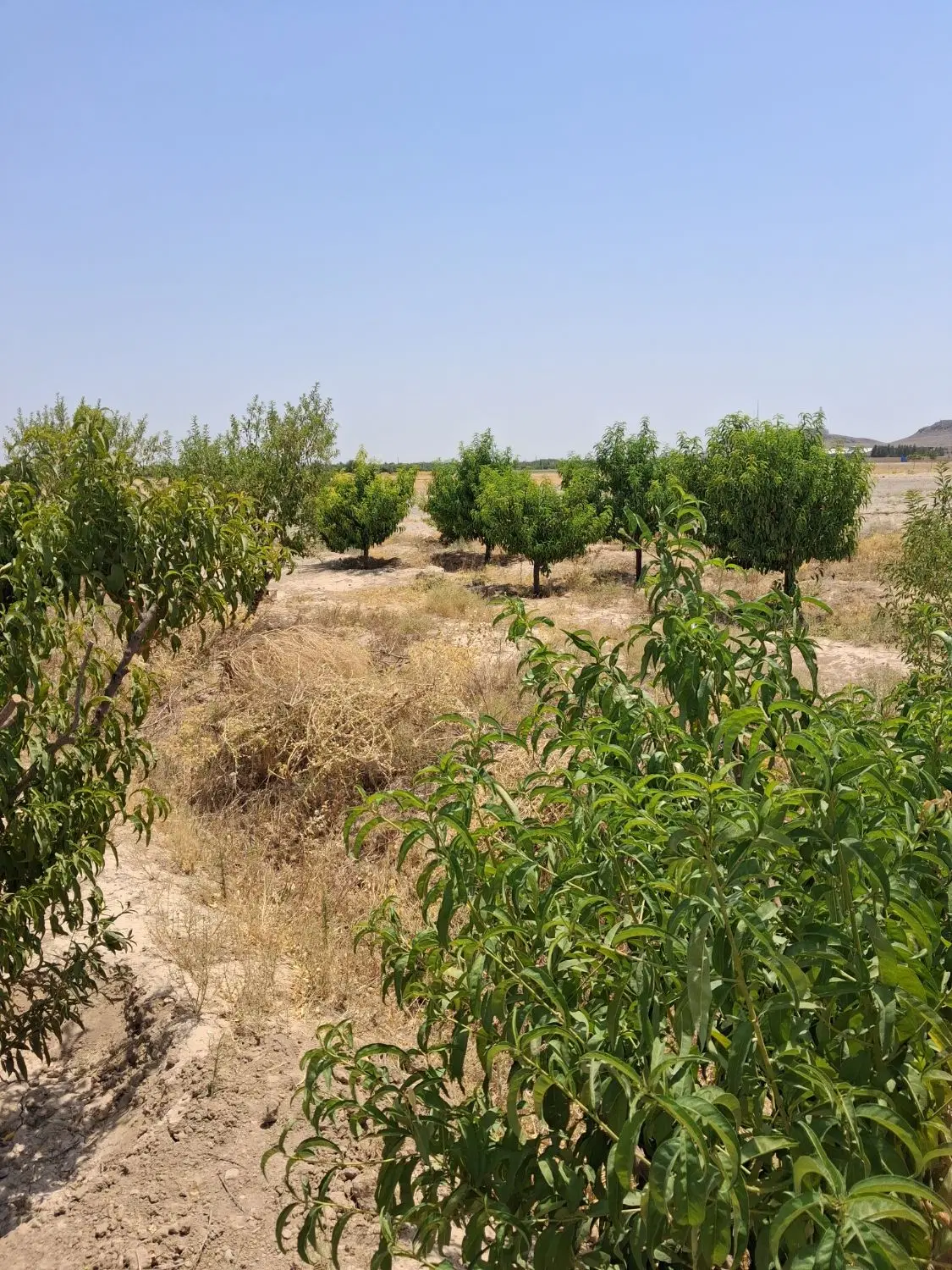 زمین باغ نزدیک ده حسن