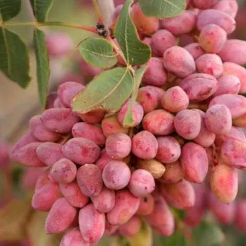 باغ پسته صحرای جهاد