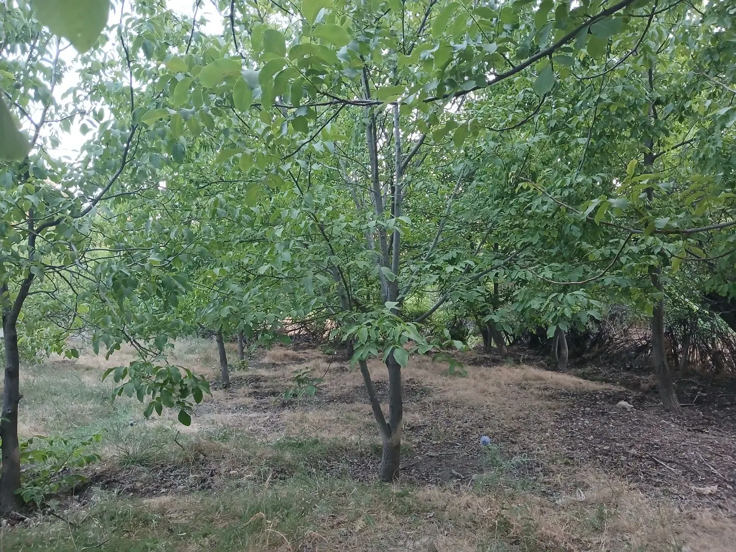 باغ گردو سرچشمه گنجه ای کهنه